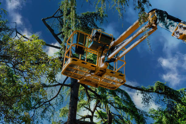 Trusted Pomeroy, OH Tree Removal and Landscaping Services Experts